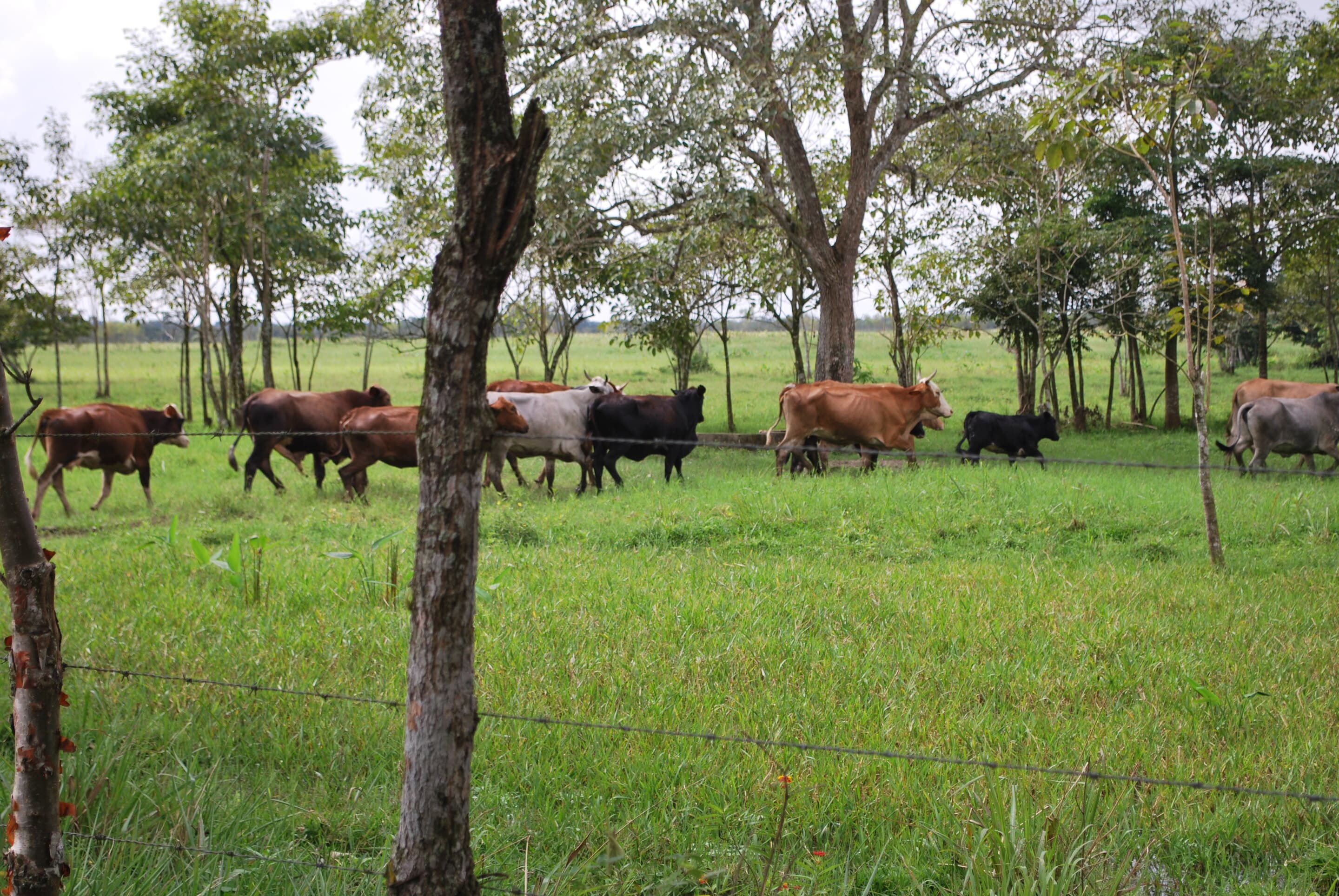 Ganado en un potrero de Tabasco