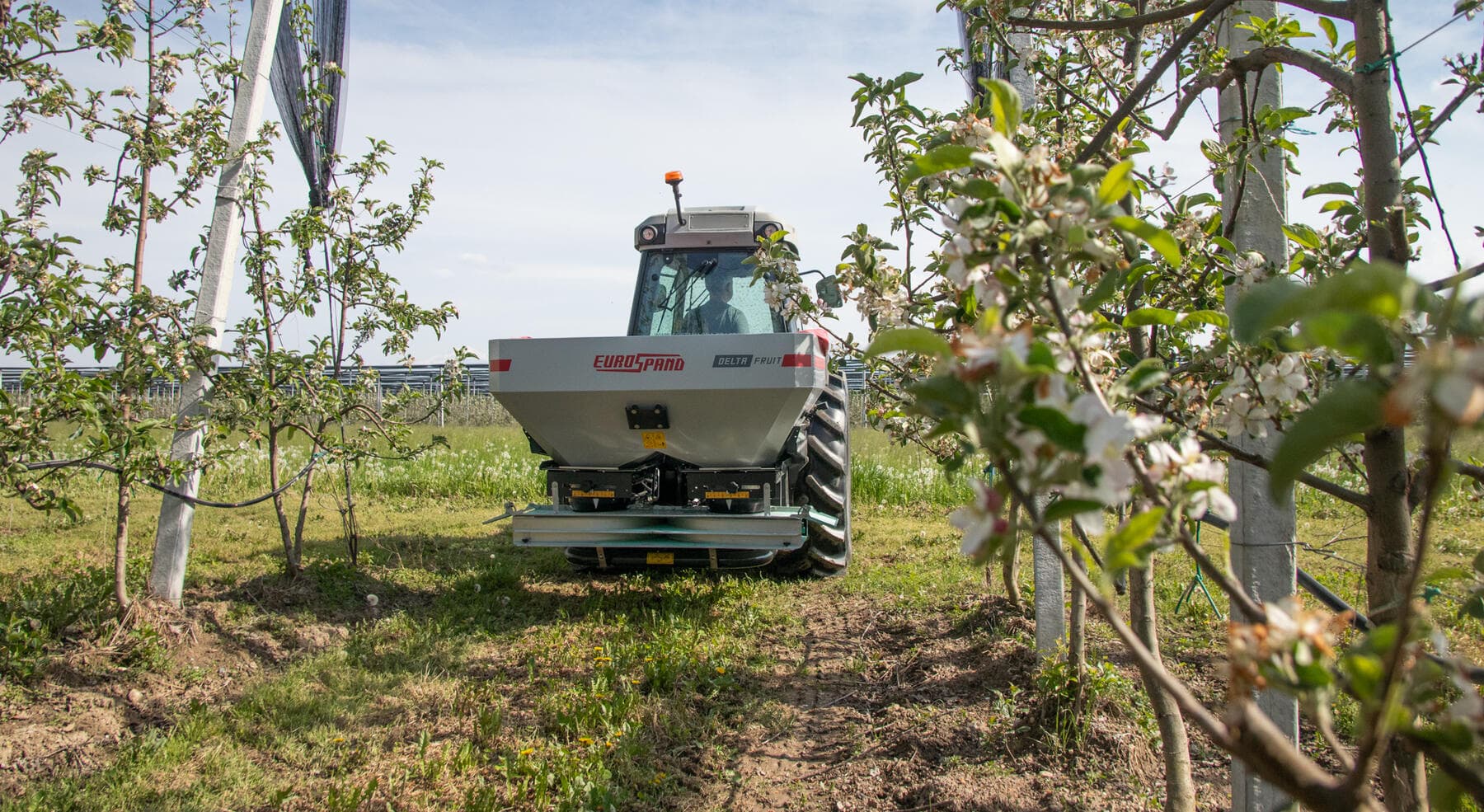 Abonadora Delta Fruit trabajando entre hileras de manzanos en flor