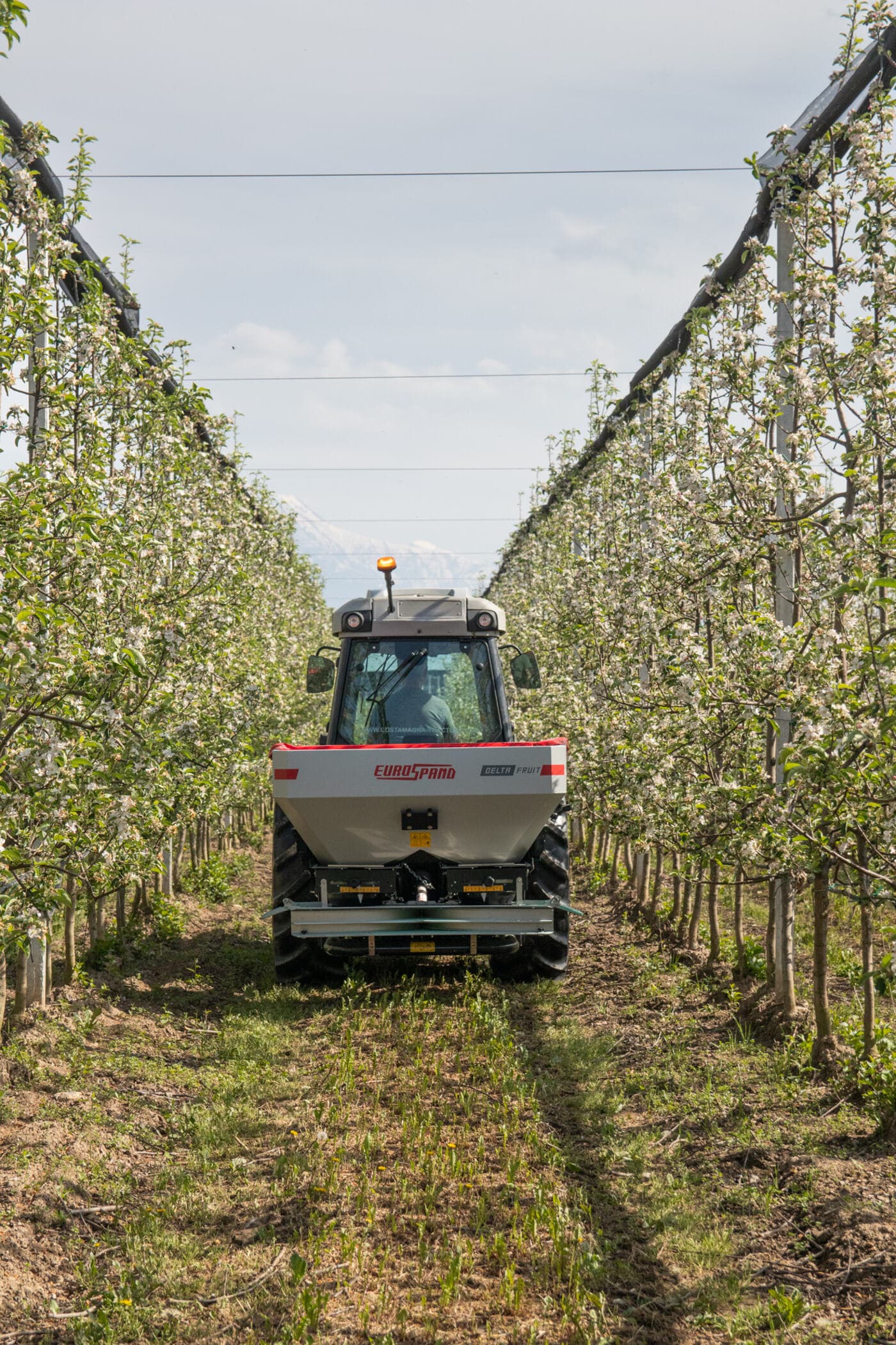 Abonadora Delta Fruit avanzando por el centro de una hilera de manzanos en floración
