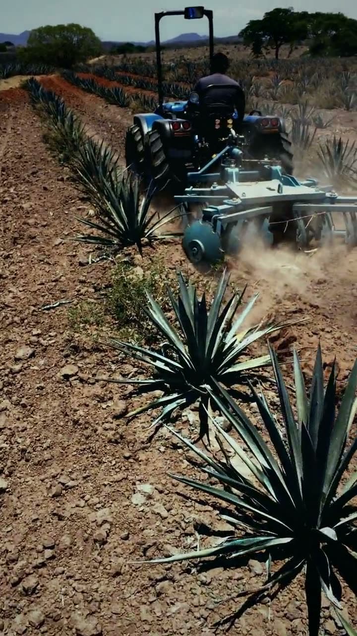 Rastra Spedo entre hileras de agave