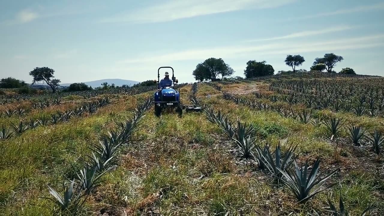 Aplicador Micron entre hileras de agave azul